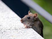 Usir Tikus Tanpa Racun Kimia, Ini Bahannya !