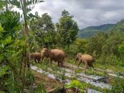 Gajah Liar di Pidie Mengamuk, Korban Luka Parah Gajah Liar