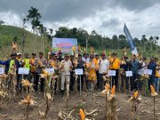 Pemkab Pidie Kembangkan Jagung Pipil di 3.500 Hektare Lahan Pertanian Pidie