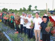 Konsorsium Bawang Merah Pidie Siap Dorong Penurunan Harga Bawang di Aceh Konsorsium bawang merah Pidie